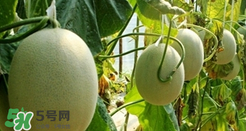 甜瓜怎么挑？甜瓜挑選方法