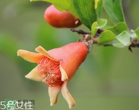 石榴花有毒嗎？石榴花能吃嗎？