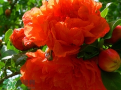 石榴花花語代表什么意思？石榴花花語是什么意思