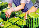 方形西瓜多少錢一斤2017？ 方形西瓜模具一個(gè)多少錢