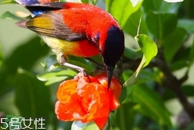 石榴花有毒嗎？石榴花能吃嗎？