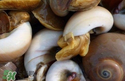 海螺是發(fā)物嗎？海螺是不是發(fā)物