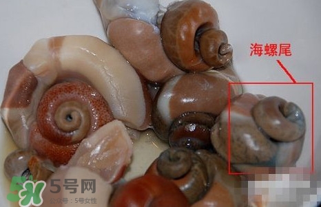 海螺是發(fā)物嗎？海螺是不是發(fā)物