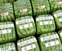 方形西瓜是如何種出來(lái)的？方形西瓜是怎么長(zhǎng)成的