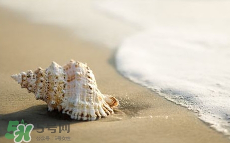 海螺是蒸還是煮？海螺的尾部是黃還是屎