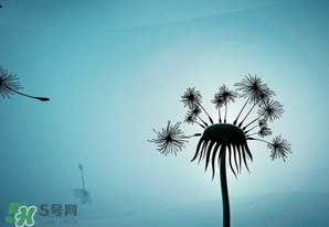 蒲公英開(kāi)花了還能吃嗎？蒲公英開(kāi)花的好還是不開(kāi)花的好？