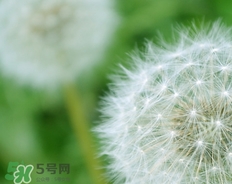 蒲公英開(kāi)花了還能吃嗎？蒲公英開(kāi)花的好還是不開(kāi)花的好？