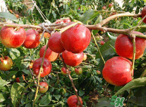 油桃和西紅柿能一起吃嗎？毛桃和西紅柿能一起吃嗎？