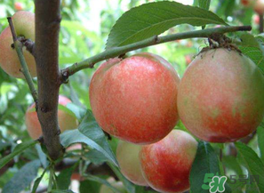 油桃和西紅柿能一起吃嗎？毛桃和西紅柿能一起吃嗎？