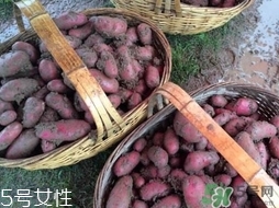 紅土豆是轉(zhuǎn)基因的嗎？紅土豆和正常土豆的區(qū)別