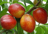 油桃和西紅柿能一起吃嗎？毛桃和西紅柿能一起吃嗎？