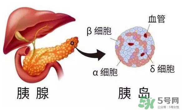 胰島素為什么不能口服？胰島素有什么副作用