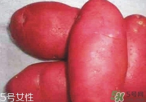 紅土豆是轉(zhuǎn)基因的嗎？紅土豆和正常土豆的區(qū)別