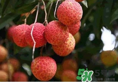 糯米糍荔枝多少錢(qián)一斤2017？糯米糍荔枝市場(chǎng)價(jià)格