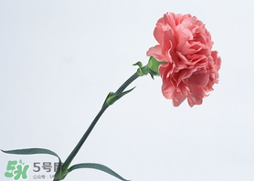 父親節(jié)可以送康乃馨嗎？父親節(jié)送康乃馨好不好？