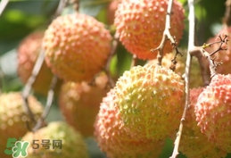 桂味荔枝和妃子笑哪個好吃？桂味荔枝和妃子笑區(qū)別