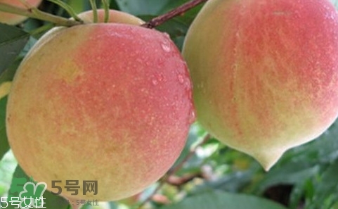 鷹嘴桃多少錢一斤2017？鷹嘴桃市場價格