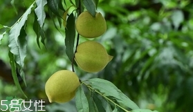 鷹嘴桃種植應(yīng)注意哪些？鷹嘴桃什么時(shí)間修剪
