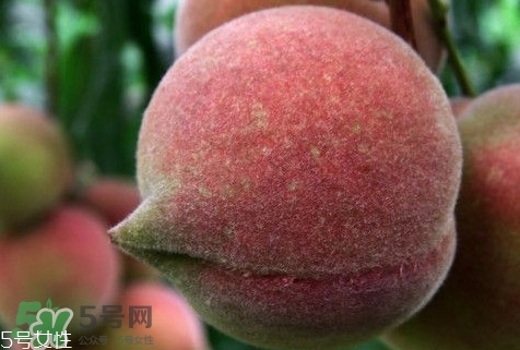 九仙桃怎么保鮮？九仙桃可保鮮多長(zhǎng)時(shí)間