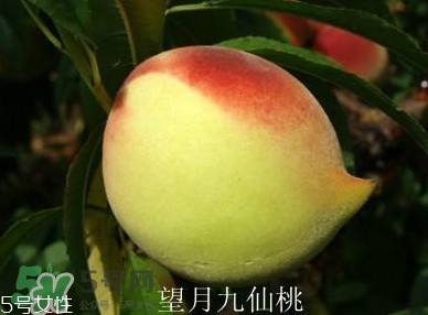 九仙桃什么時(shí)候成熟？九仙桃什么時(shí)候上市