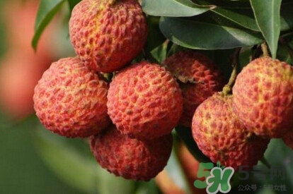 糯米糍荔枝產(chǎn)地是哪里？糯米糍荔枝上火嗎