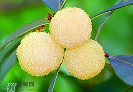 吃楊梅中毒怎么辦？吃楊梅中毒的癥狀