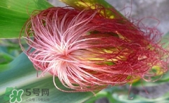 玉米須怎樣保存？玉米須可以曬干保存嗎？