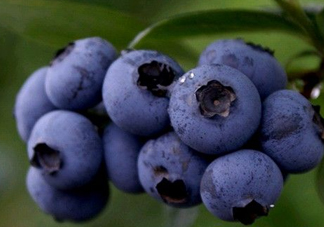 藍(lán)莓熱量高嗎？藍(lán)莓醬熱量高嗎？