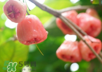 蓮霧什么季節(jié)吃最好？什么品種的蓮霧最好吃