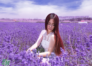 六月份還有薰衣草嗎？6月份哪里有薰衣草？