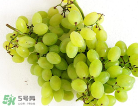 青提什么時候成熟？青提什么時候上市？