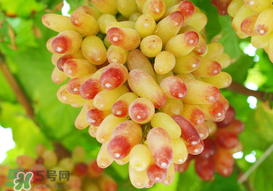 提子一天吃多少？提子一天吃幾個？