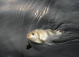 六月份怎么釣鯽魚？6月份釣鯽魚用什么餌料？
