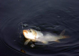 六月份怎么釣鯽魚？6月份釣鯽魚用什么餌料？