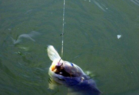 六月份怎么釣鯽魚？6月份釣鯽魚用什么餌料？