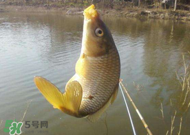 六月份怎么釣鯉魚？六月份釣鯉魚技巧