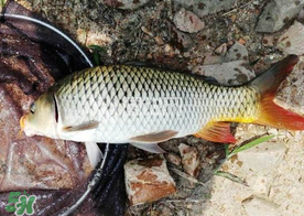 六月份怎么釣鯉魚？六月份釣鯉魚技巧
