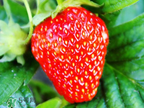 夏天有草莓嗎？夏天草莓結(jié)果嗎？