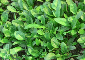 夏天可以種菠菜嗎？夏天菠菜為什么難種植？
