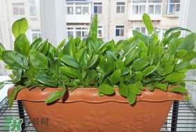夏天可以種菠菜嗎？夏天菠菜為什么難種植？