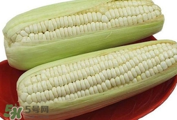 糯玉米怎么保存時間長？新鮮的糯玉米如何保存