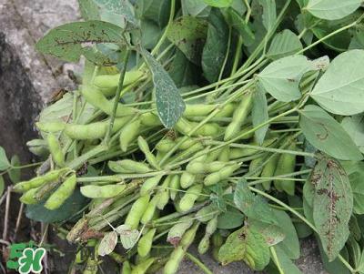 六月份可以種毛豆嗎？六月份毛豆怎么種植？