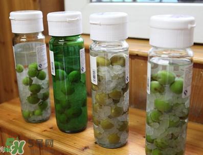 青梅酒用什么酒泡？青梅酒用什么酒好？