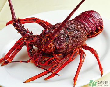 澳洲龍蝦是淡水的嗎？澳洲龍蝦是海鮮嗎？