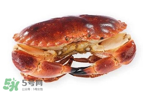 活面包蟹怎么保存？面包蟹能保存多久