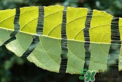 杜仲茶每天喝多少合適？杜仲茶喝多有什么不好