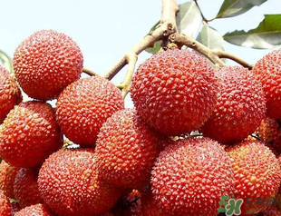 荔枝吃多了會胖嗎？吃荔枝會長胖嗎？