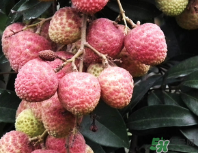 荔枝吃多了會(huì)流鼻血嗎？吃荔枝會(huì)流鼻血嗎？