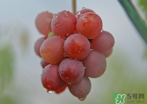 提子皮澀怎么處理？提子皮澀能吃嗎？