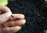 杜仲茶是熱性的嗎？杜仲茶和杜仲是一樣?xùn)|西嗎